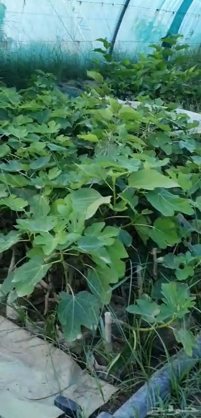 شتلات حماط براون فاخره(بدأ الحجز) ورمان بيده 2