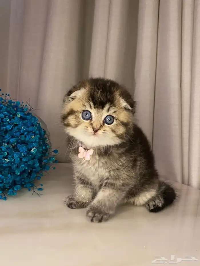 قطط سكوتش قولد للبيع 1