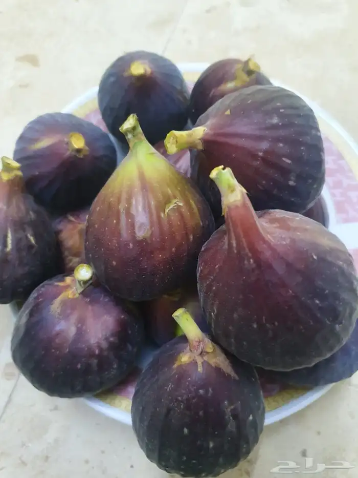 شتلات حماط براون فاخره(بدأ الحجز) ورمان بيده 1