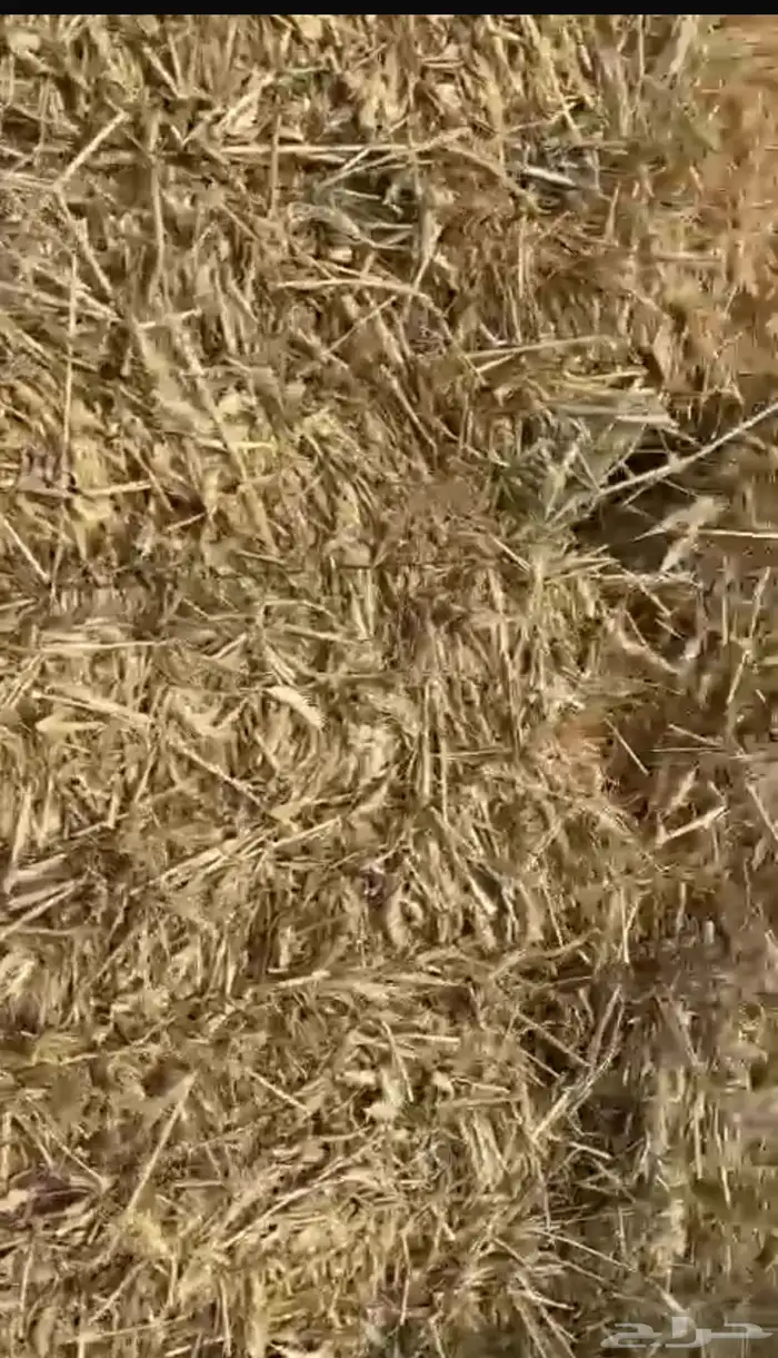 سنابل قمح 2