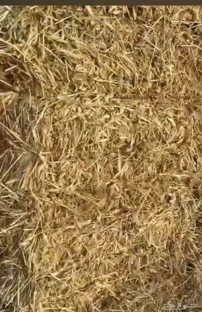 سنابل قمح 1