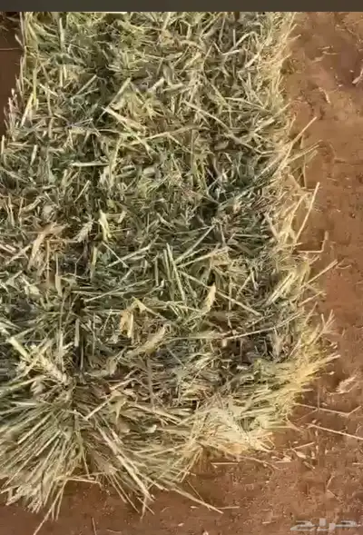 سنابل قمح 0
