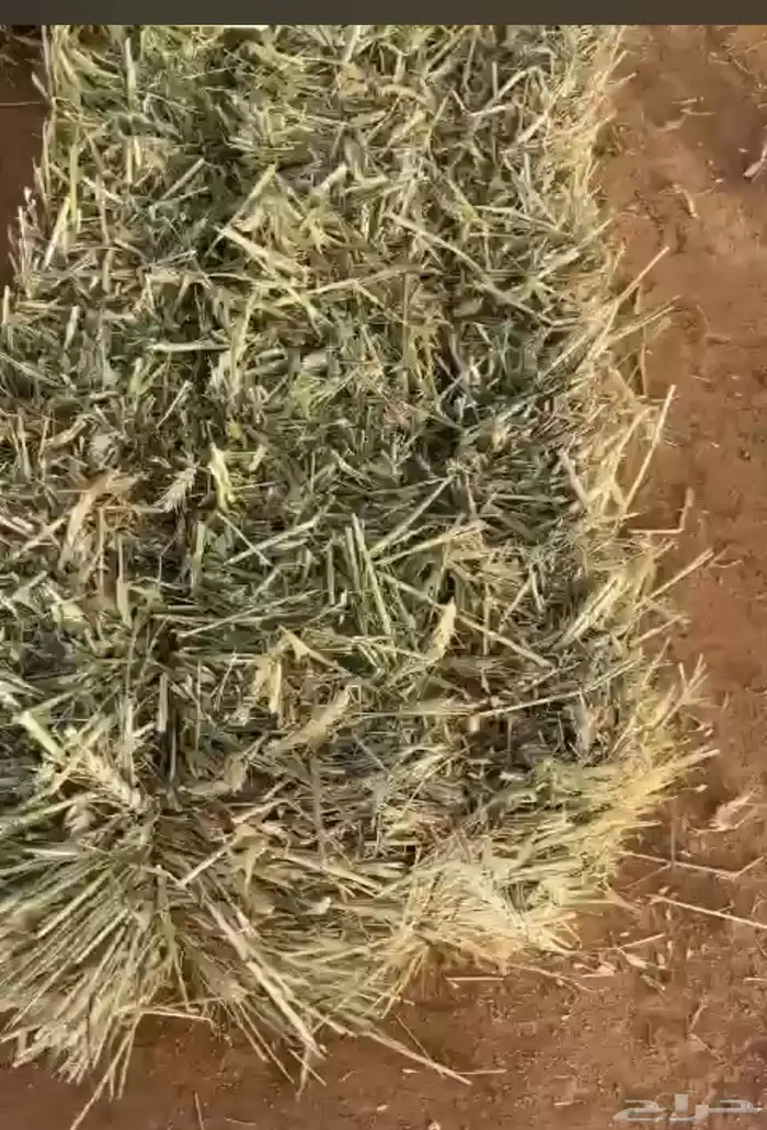 سنابل قمح 0