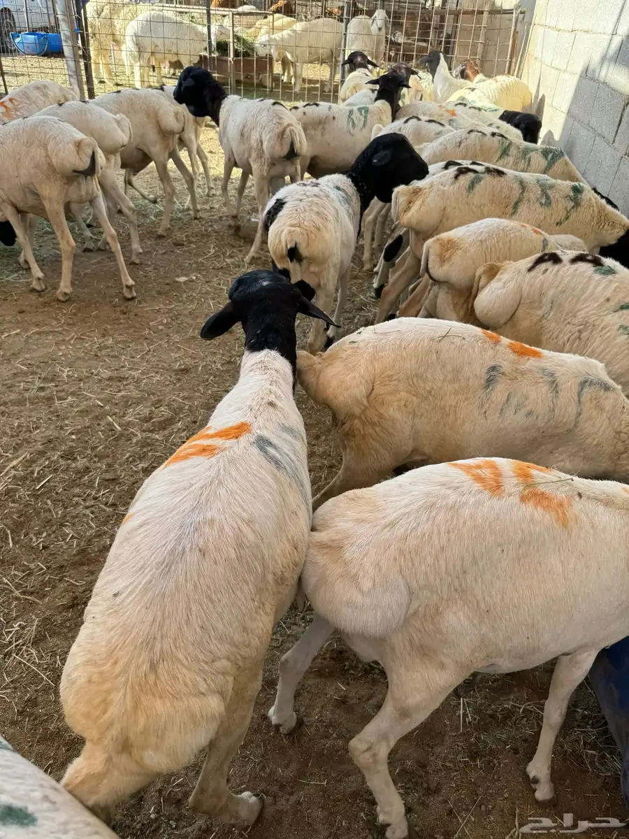 اضاحي حري وسواكن ونجد ونشرط بياض اللحم سواكن 4