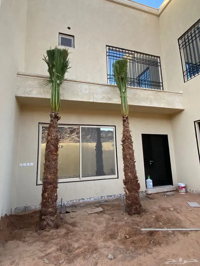 نخل واشنطني زينه 4