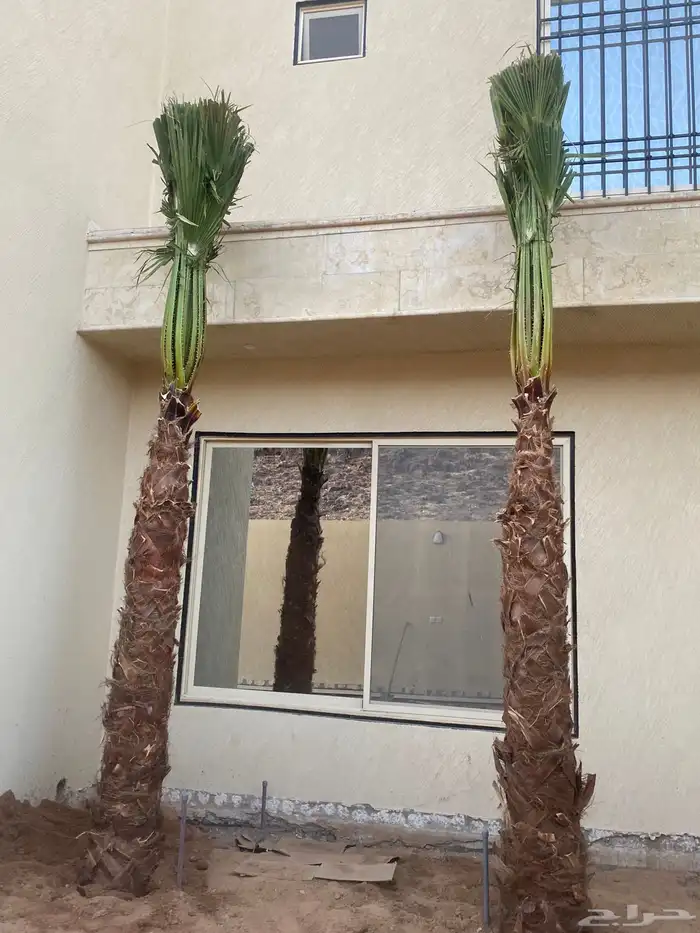 نخل واشنطني زينه 1