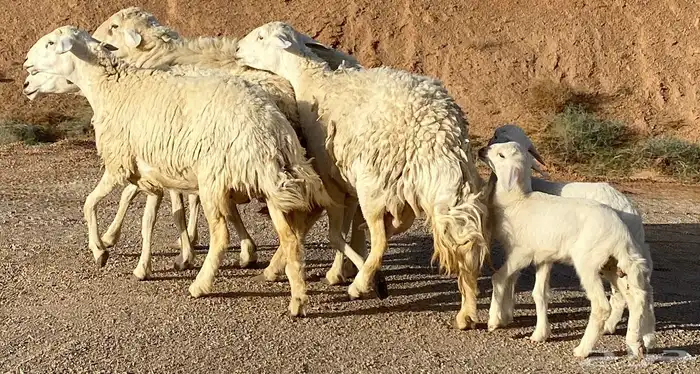 حريات صنف للبيع ((تم البيع)) 1