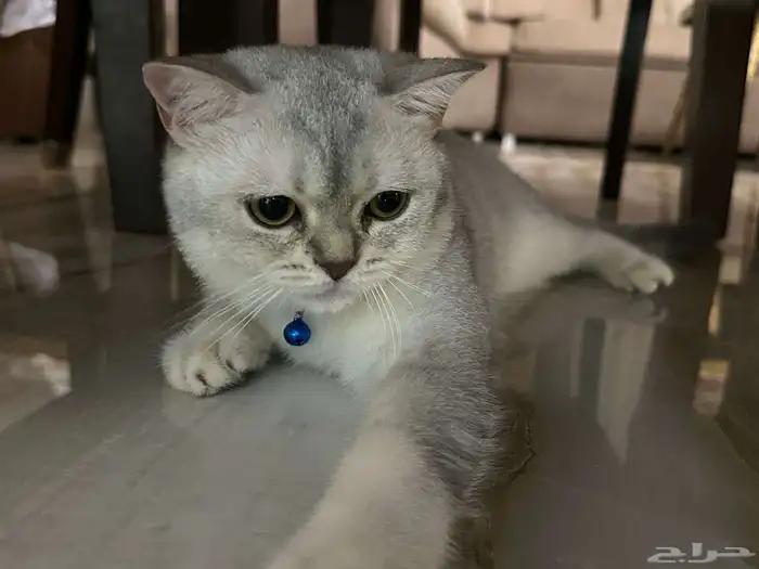 سكوتش ستريت 1