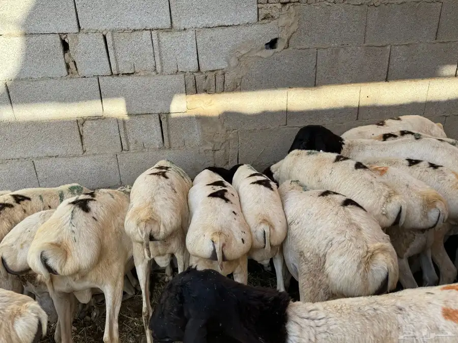 اضاحي حري وسواكن ونجد ونشرط بياض اللحم سواكن 5