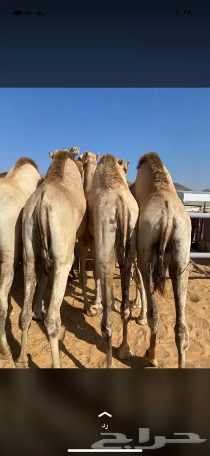 للبيع القعدان الكفو للمبادي وزواجات فل الفل يوجد تواصيل 13