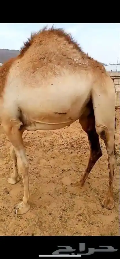 للبيع القعدان الكفو للمبادي وزواجات فل الفل يوجد تواصيل 7
