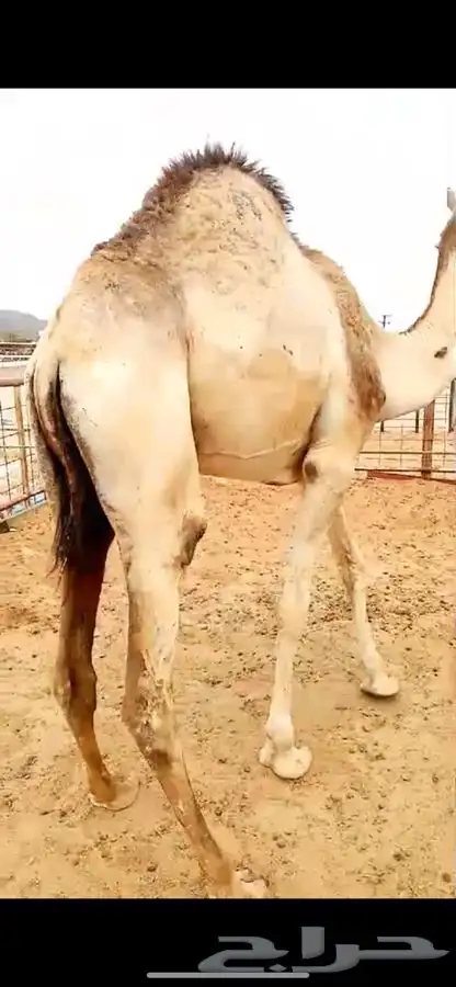 للبيع القعدان الكفو للمبادي وزواجات فل الفل يوجد تواصيل 8