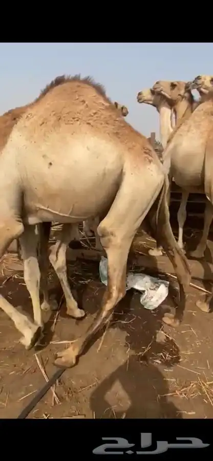 للبيع القعدان الكفو للمبادي وزواجات فل الفل يوجد تواصيل 4
