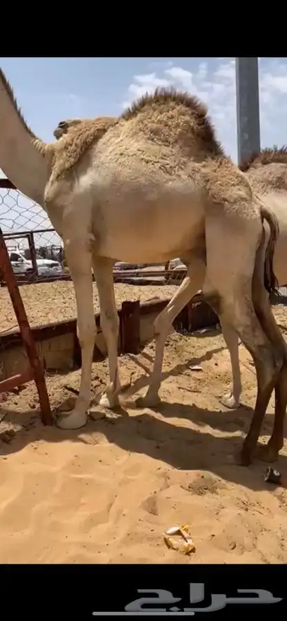 للبيع القعدان الكفو للمبادي وزواجات فل الفل يوجد تواصيل 5