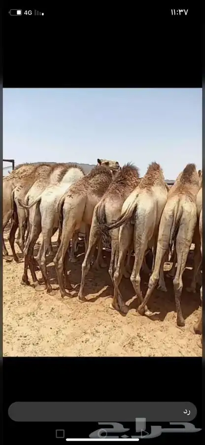للبيع القعدان الكفو للمبادي وزواجات فل الفل يوجد تواصيل 2