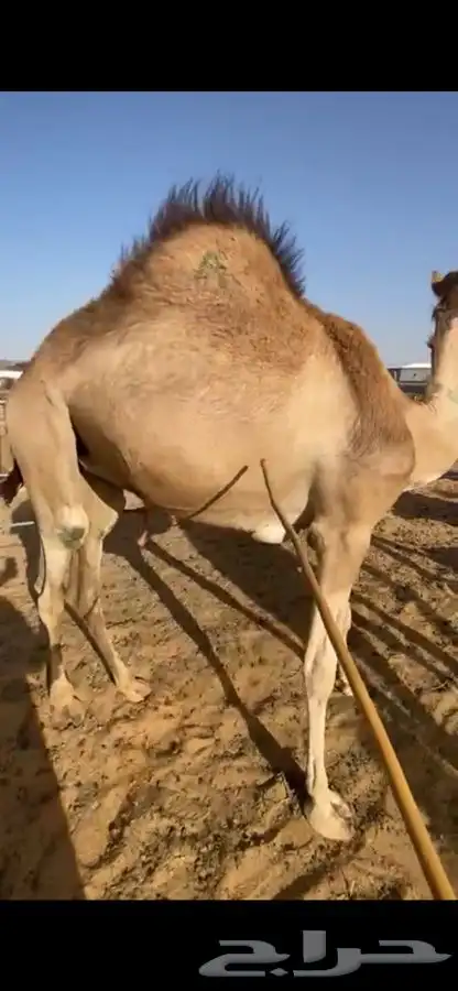 للبيع القعدان الكفو للمبادي وزواجات فل الفل يوجد تواصيل 9