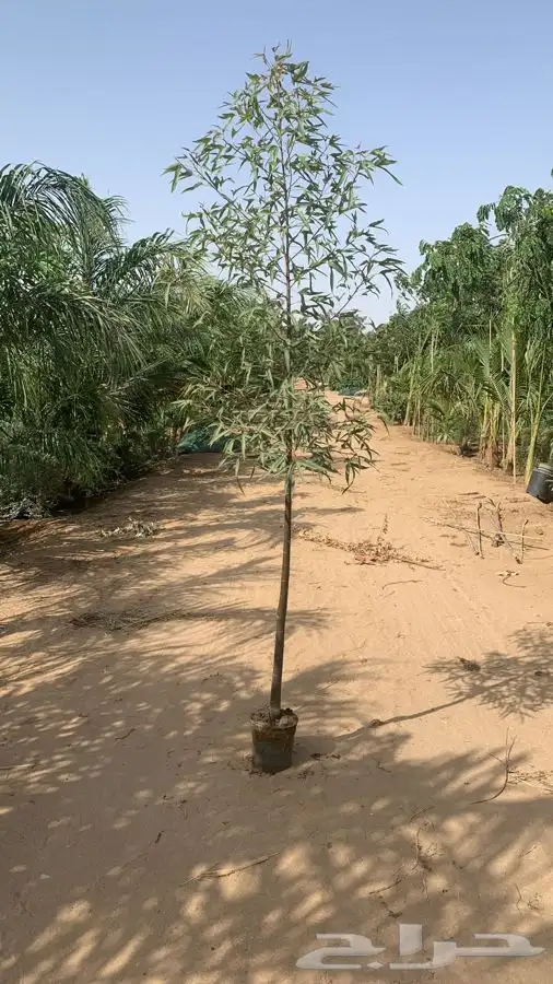 مشاتل لبيع الاشجار الكبيره بالجمله 3