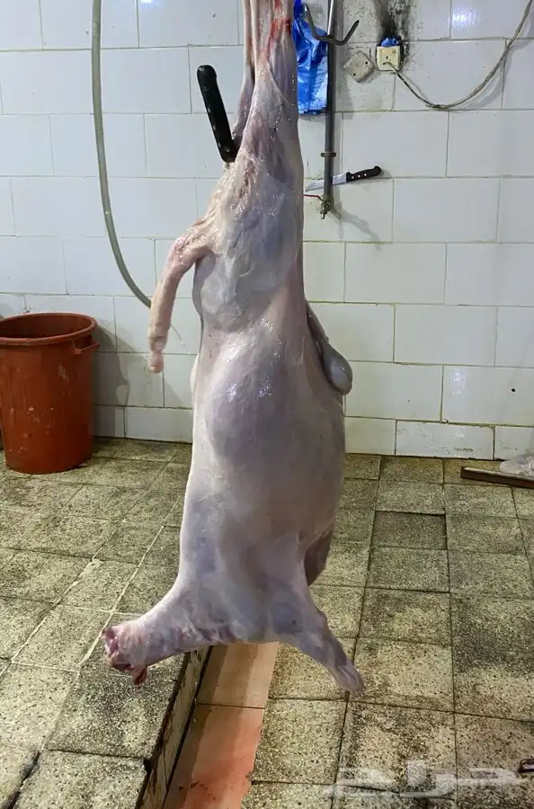 ذبايح طليان سواكن تربيه فاخر 2