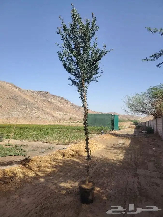 مشاتل لبيع الاشجار الكبيره بالجمله 1