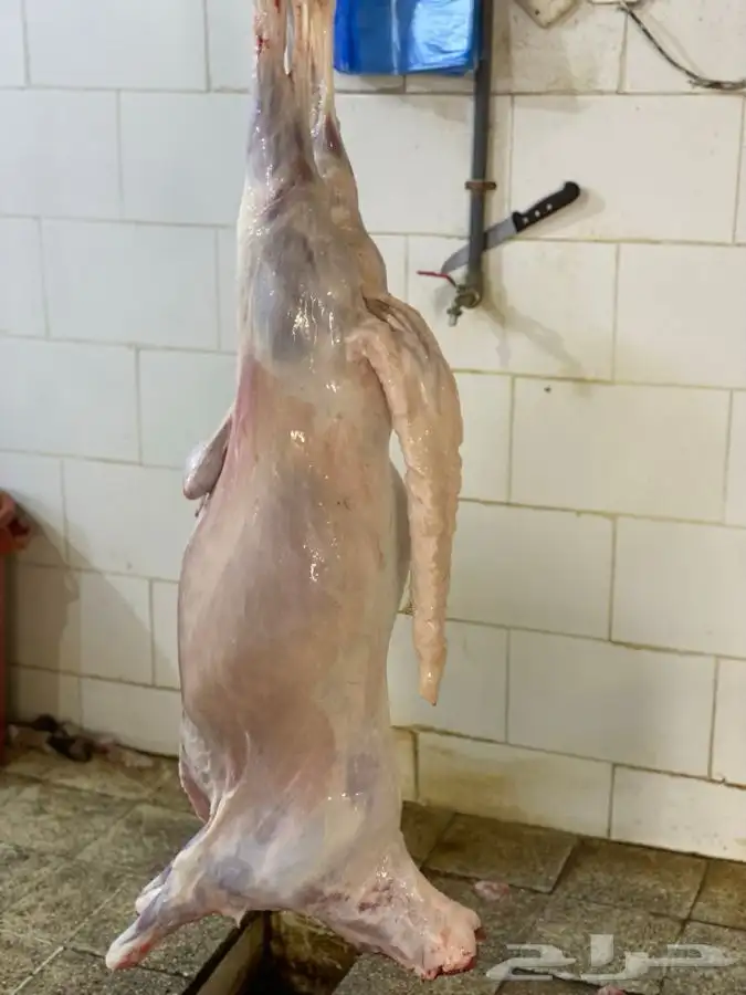 ذبايح طليان سواكن تربيه فاخر 3