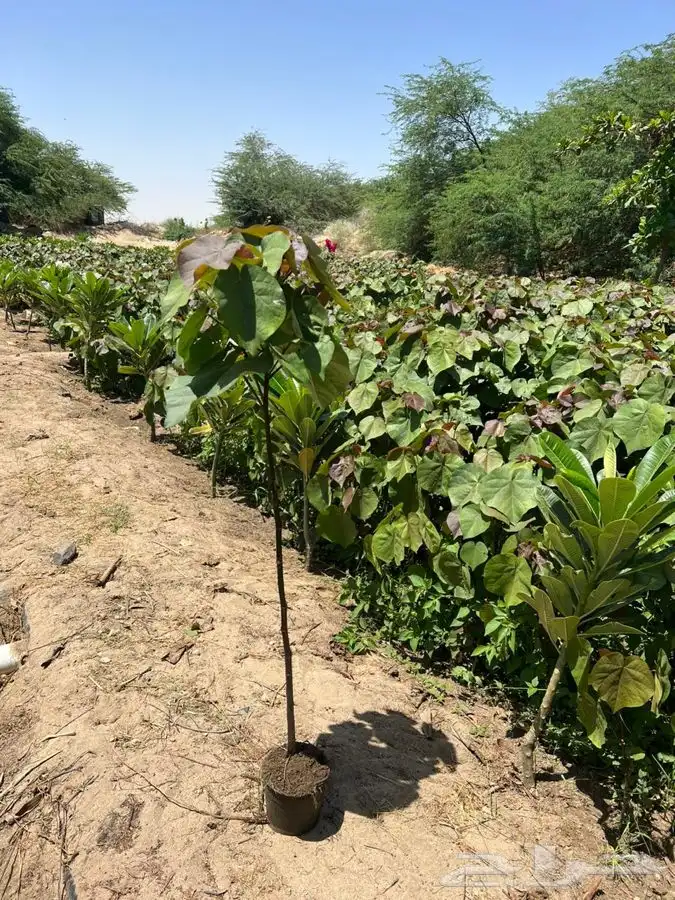 مشاتل لبيع الاشجار الكبيره بالجمله 5