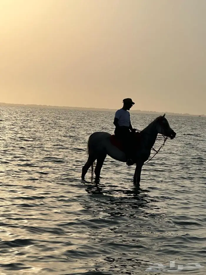 رحلات ركوب خيل و بحر يوميا 0