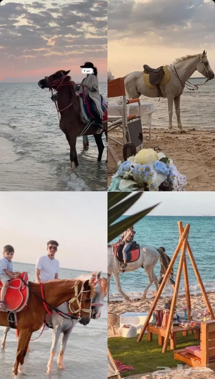 تاجير خيول 0