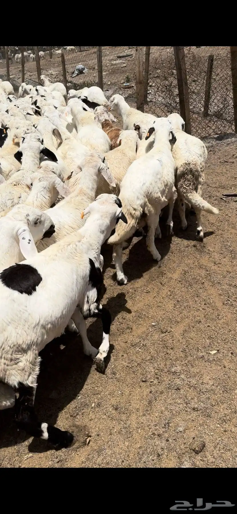 اضاحي حري وسواكن ونجد ونشرط بياض اللحم سواكن 12
