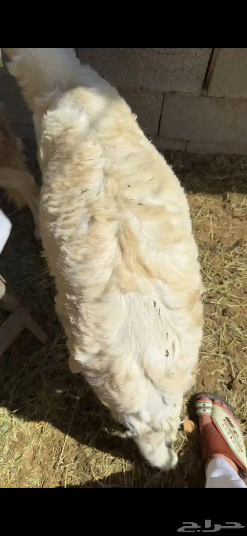 اضاحي حري وسواكن ونجد ونشرط بياض اللحم سواكن 9