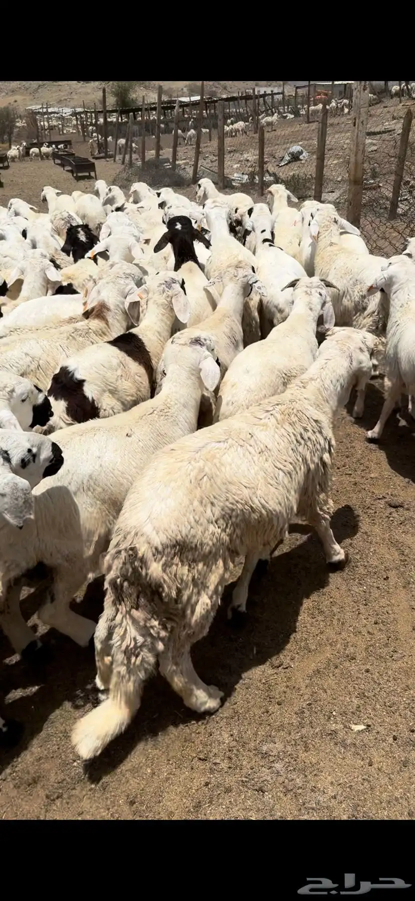 اضاحي حري وسواكن ونجد ونشرط بياض اللحم سواكن 11