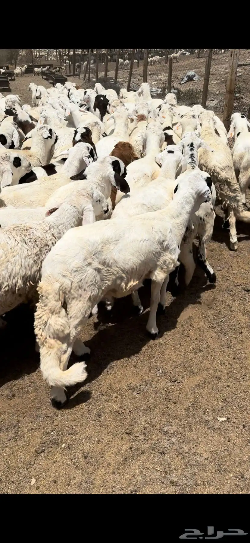 اضاحي حري وسواكن ونجد ونشرط بياض اللحم سواكن 14