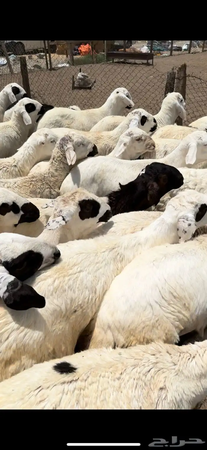 حري وسواكن ونجد ونشرط بياض اللحم سواكن 10