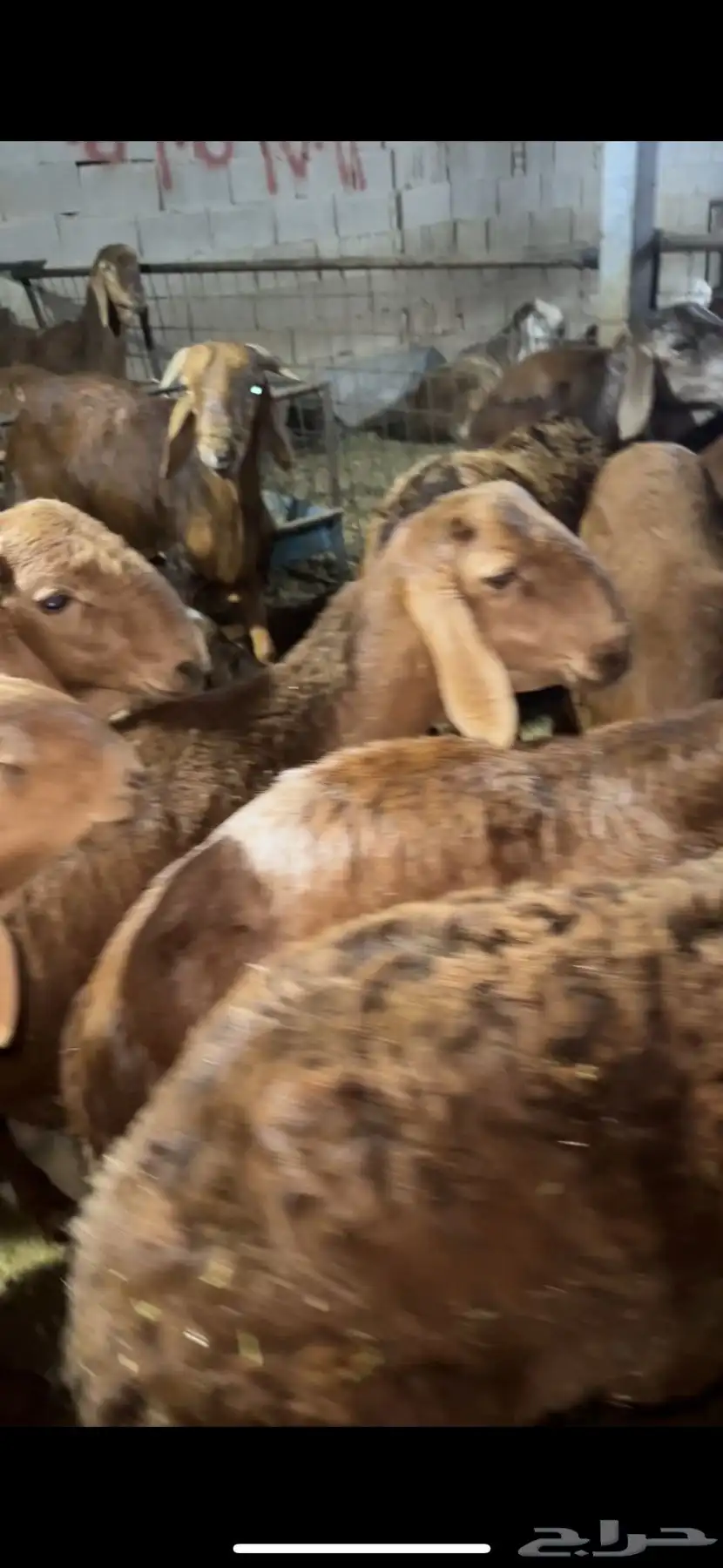 اضاحي حري وسواكن ونجد ونشرط بياض اللحم سواكن 3