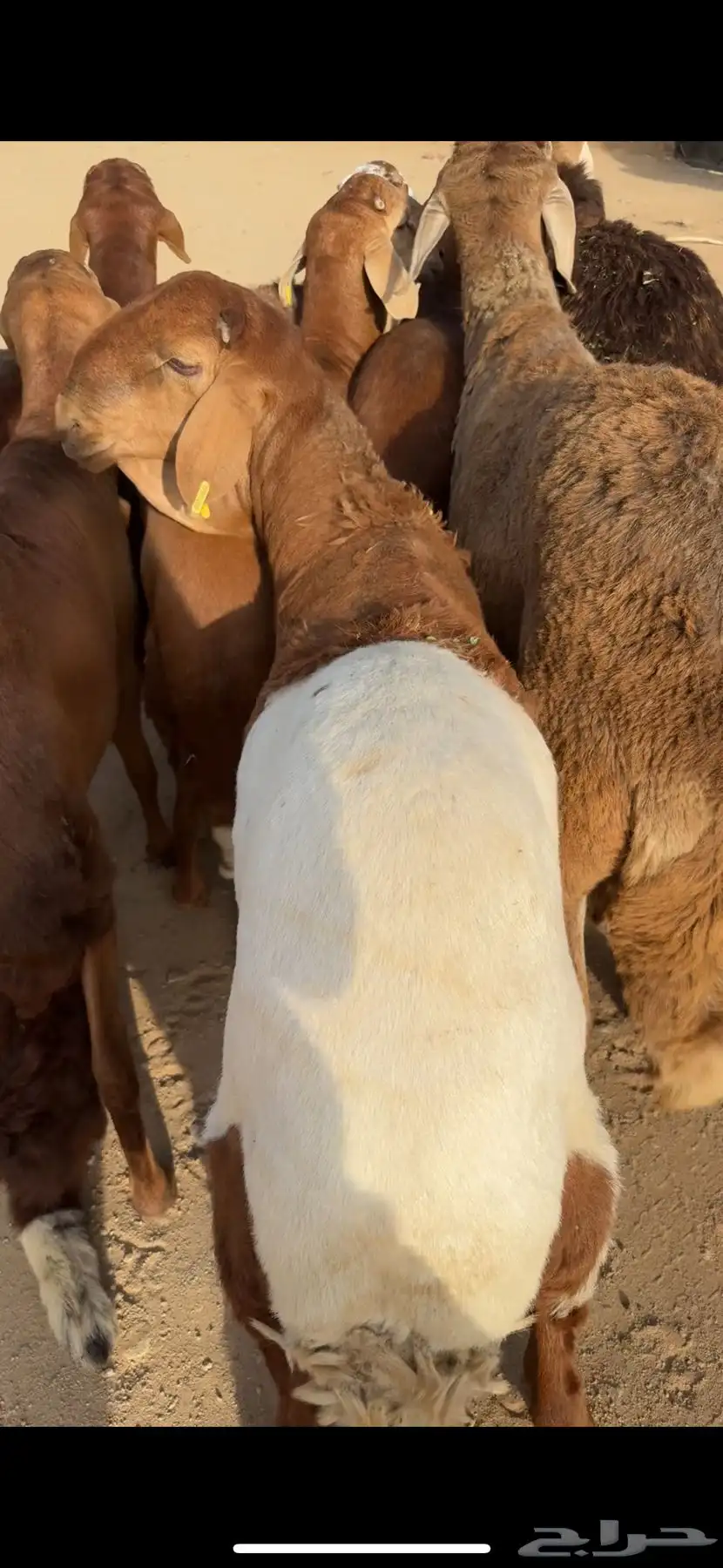 اضاحي حري وسواكن ونجد ونشرط بياض اللحم سواكن 0