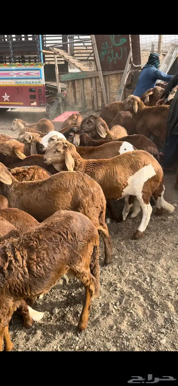 حري وسواكن ونجد ونشرط بياض اللحم سواكن 7