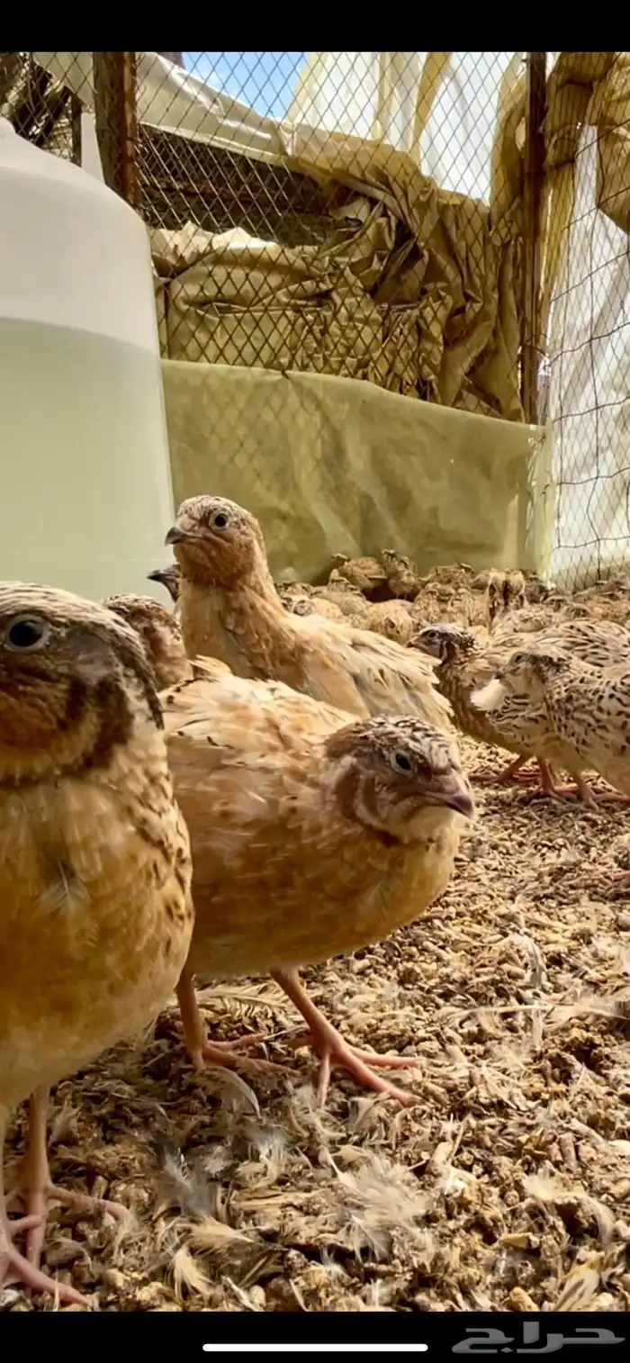 سمان فري مريعي ذبح وتربيه ومرابط 2