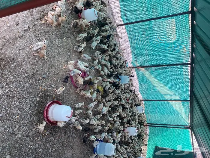 صيصان دجاج بلدي 0