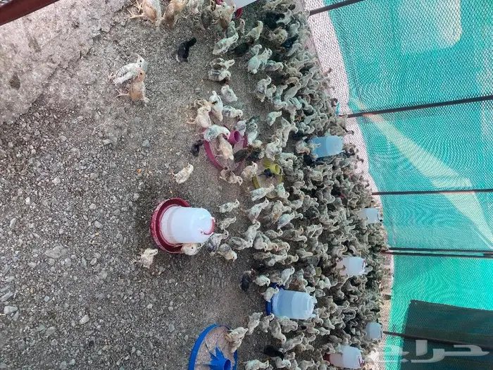 صيصان دجاج بلدي 1