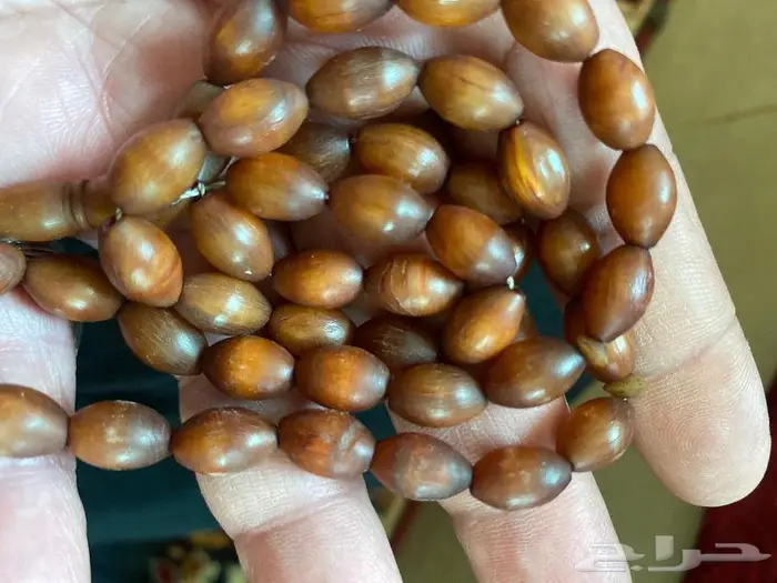 سبحة خرتيت   قرن وحيد القرن النادر 4