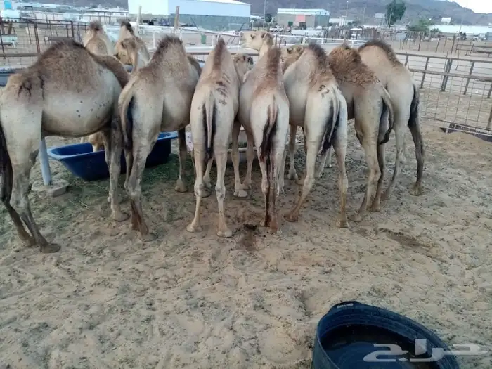 للبيع القعدان الكفو للمبادي وزواجات فل الفل يوجد تواصيل 1