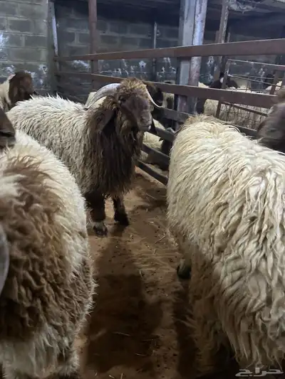 ذبايح حري نعيمي نجدي تيوس يوجد خدمه ذبح وتوصيل 0