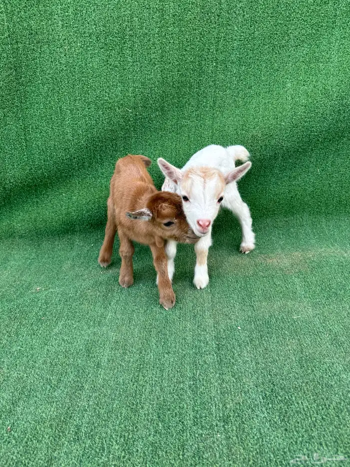 ماعز قزم جوز أمريكي تشيكي 1