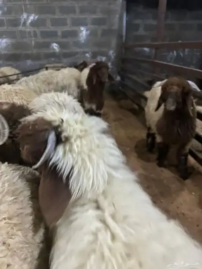 ذبايح حري نعيمي نجدي تيوس يوجد خدمه ذبح وتوصيل 5