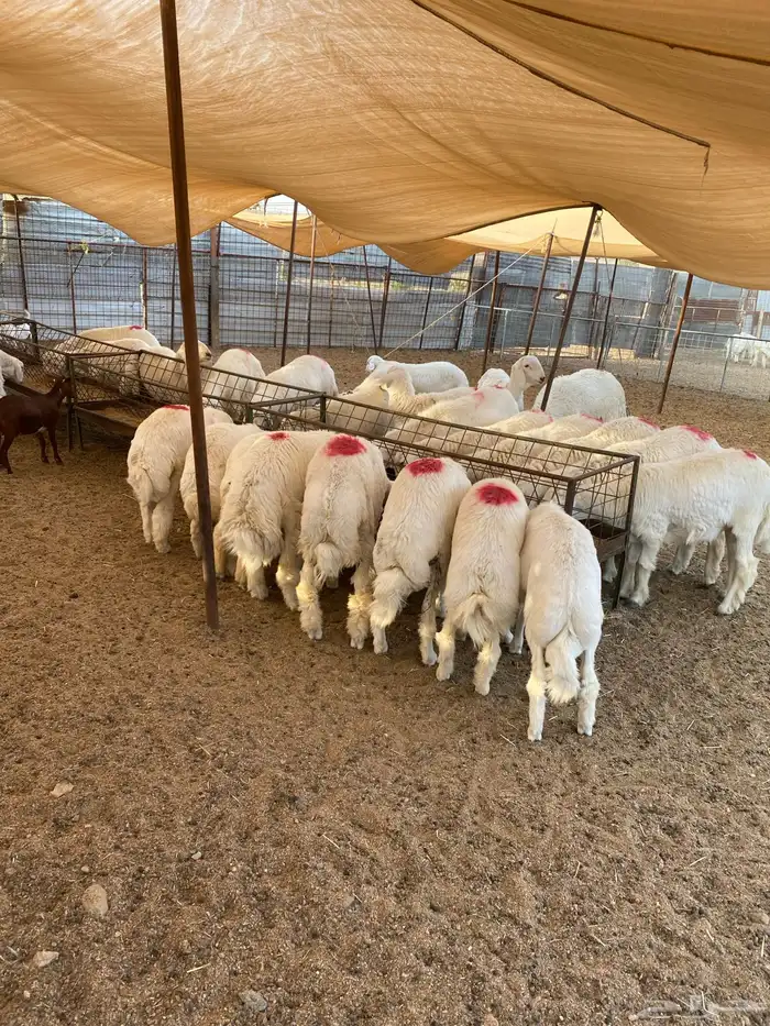 طليان حرية من حلال الطائف 0