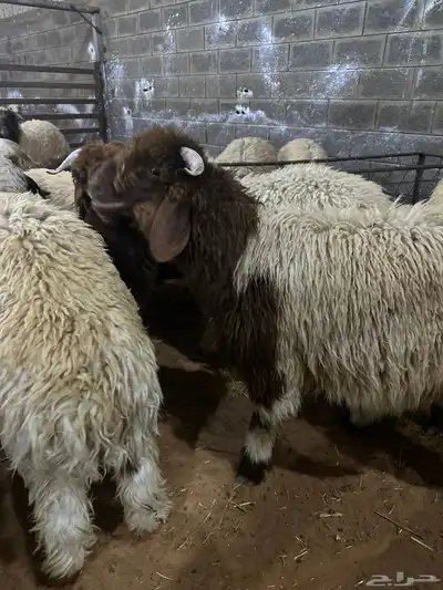 ذبايح حري نعيمي نجدي تيوس يوجد خدمه ذبح وتوصيل 6