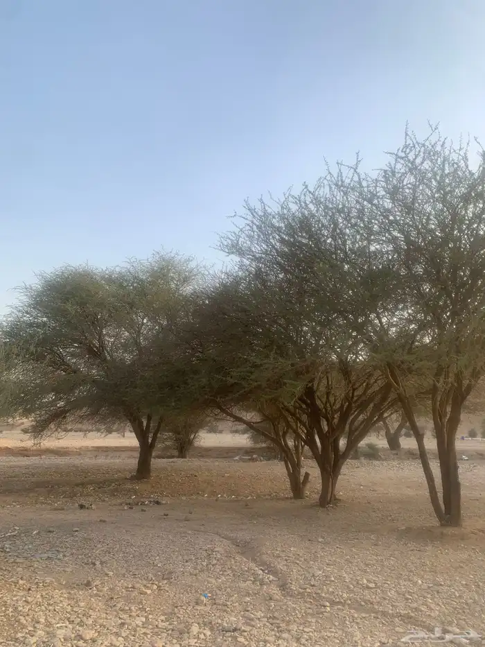 بذور سمر الرديانا ( العملاق ) 1