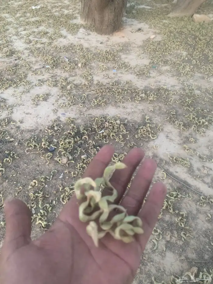 بذور سمر الرديانا ( العملاق ) 2