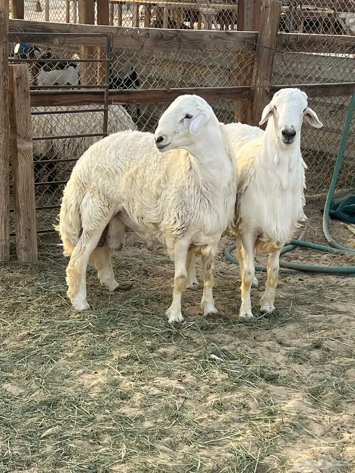 اطيب الذبائح نعيم وحريات كفووو ومسلخ 3