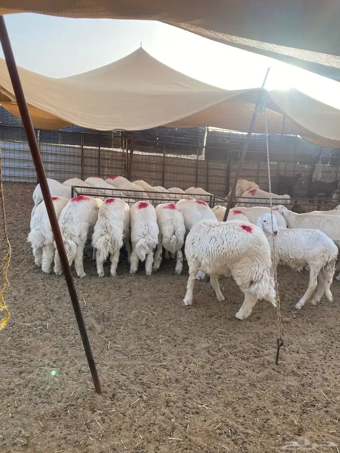 طليان حرية من حلال الطائف 2