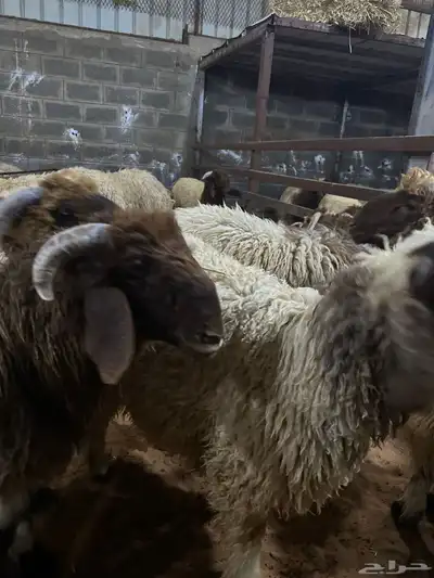 ذبايح حري نعيمي نجدي تيوس يوجد خدمه ذبح وتوصيل 1